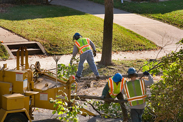 Leaf Removal in Meyers, CA